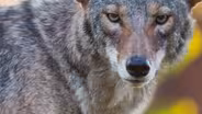 “COYOTES OF NEW YORK”
