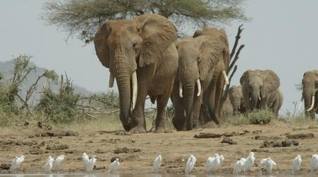 Video thumbnail: Nature Preview of The Elephant and the Termite
