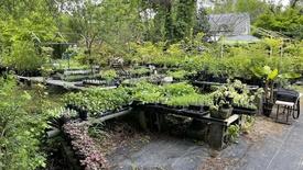 Sassafras Nursery & Herbs: asset-mezzanine-16x9