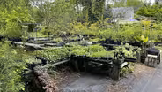 Sassafras Nursery & Herbs