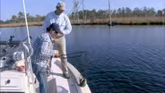 Urban Stripers with Top Water Lures