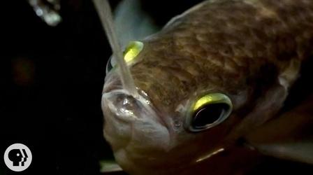 Video thumbnail: Deep Look Archerfish Says..."I Spit in Your Face!"