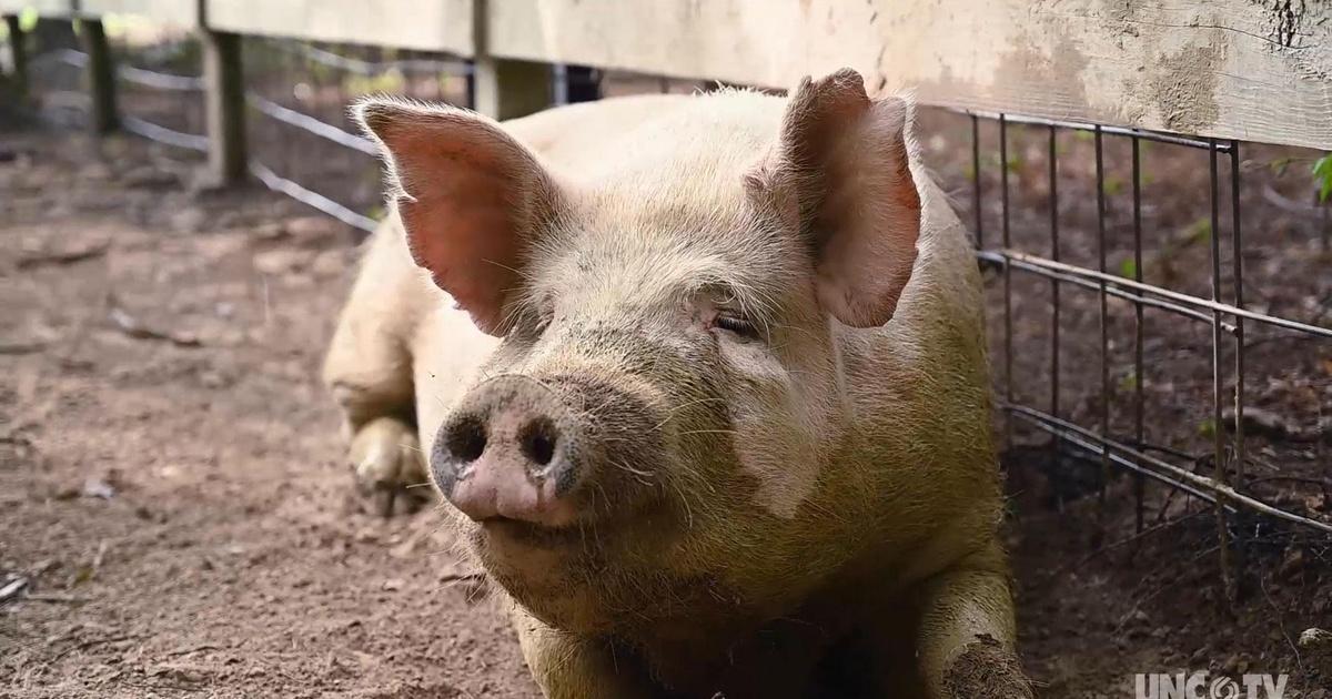 Chasing Frames with Tamara Lackey Pigs as Pets PBS