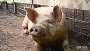 Pigs as Pets