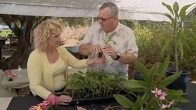 Video thumbnail: A Growing Passion Intoxicating Plumeria