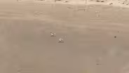 Chicago Piping Plovers Imani and Pippin at Montrose Beach
