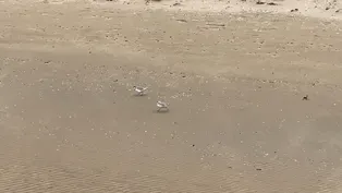 Chicago Piping Plovers Imani and Pippin at Montrose Beach