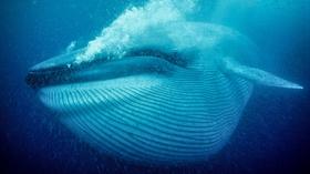 Video thumbnail: Nature Nature's Biggest Beasts