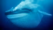 Nature's Biggest Beasts