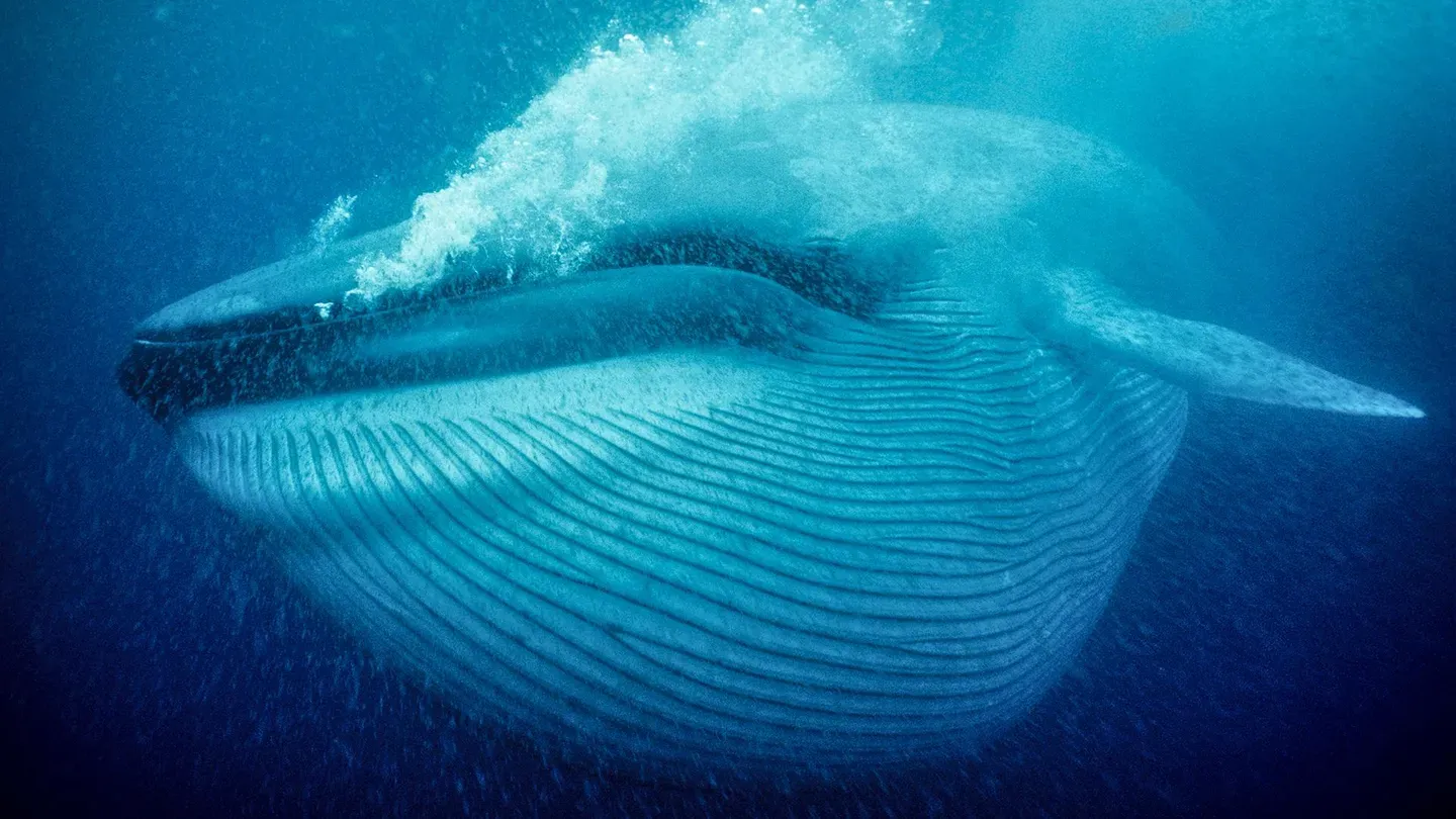 Nature's Biggest Beasts
