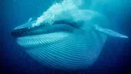 Nature's Biggest Beasts