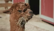 Alpaca Haven