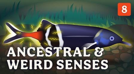 Video thumbnail: Crash Course Zoology Ancestral & Weird Senses
