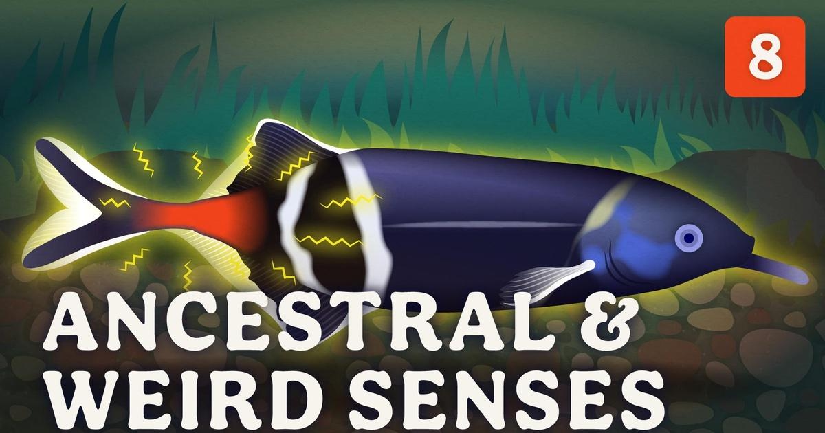 Crash Course Zoology Ancestral & Weird Senses Episode 8 PBS