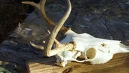 Deer Hunt; Raccoon Hunting with Dogs; European Mount