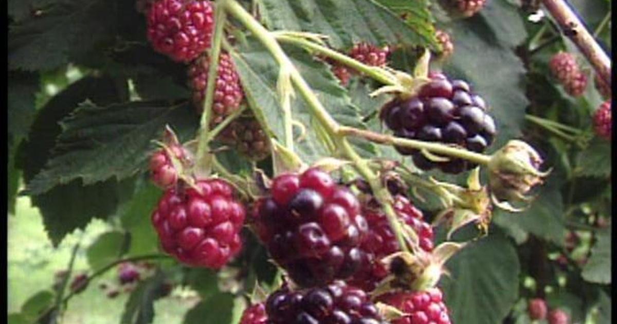 Kentucky Life Barges; Folk Art; Blackberries; Aviation Museum Season 3 Episode 4 PBS