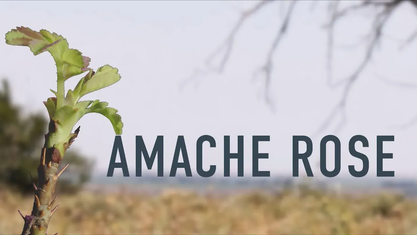 Amache Rose