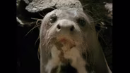 Giant Otters