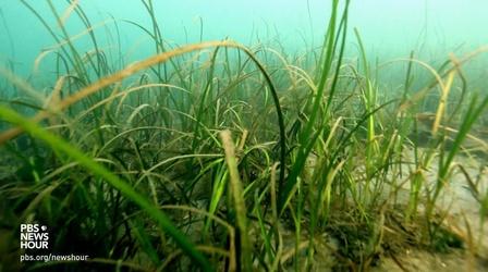 Video thumbnail: PBS NewsHour How this aquatic grass could help shellfish