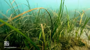 How this aquatic grass could help shellfish