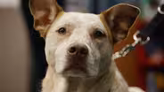 Stiggy's Dogs Service Project