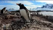 What these Antarctic penguins tell us about climate change