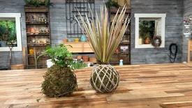 Kokedama "Living Pots" and Sassafras Nursery: asset-mezzanine-16x9