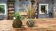 Kokedama "Living Pots" and Sassafras Nursery