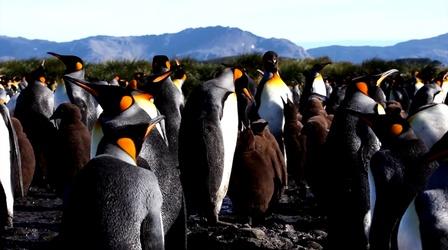 Video thumbnail: CET Community Explore the Colonies: Fun Facts About Penguins
