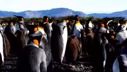 Explore the Colonies: Fun Facts About Penguins