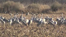 Video thumbnail: KRWG Newsmakers Newsmakers 1124 - Best of Living Here - Natural Wonders