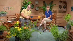 Summertime Sensations, Family Pond Garden