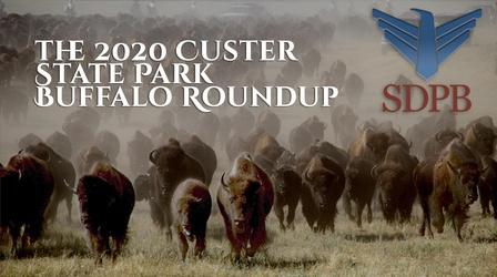Video thumbnail: SDPB Specials The 2020 South Dakota Governor's Buffalo Roundup