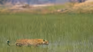 A Male Leopard Has A Surprising Hunting Style