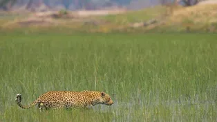 A Male Leopard Has A Surprising Hunting Style