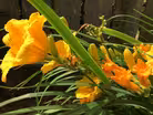 South Dakota Home Garden: Daylilies