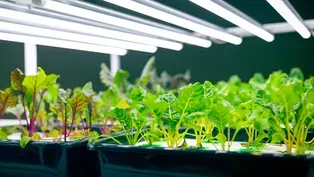 Growing Herbs Indoors