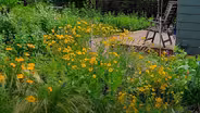 Three Stories of Change: Wildflower Pocket Gardens