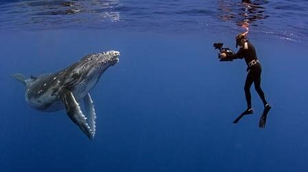 Video thumbnail: Nature The Whale Detective