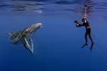 The Whale Detective