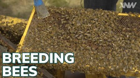 Video thumbnail: xConnect Northwest Breeding Bees At Washington State University