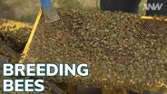 Breeding Bees At Washington State University