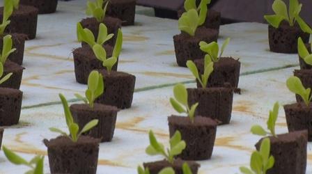 Hydroponic farm gives opportunities to adults with autism