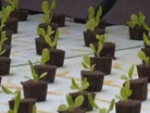 Hydroponic farm gives opportunities to adults with autism