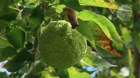 Video thumbnail: Virginia Home Grown Plant of the Month: Osage Orange