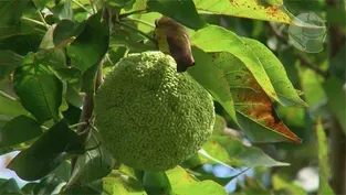 Plant of the Month: Osage Orange