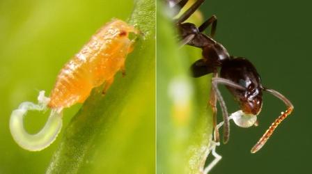 Video thumbnail: Deep Look Citrus Psyllids Bribe Ants With Strings Of Candy Poop