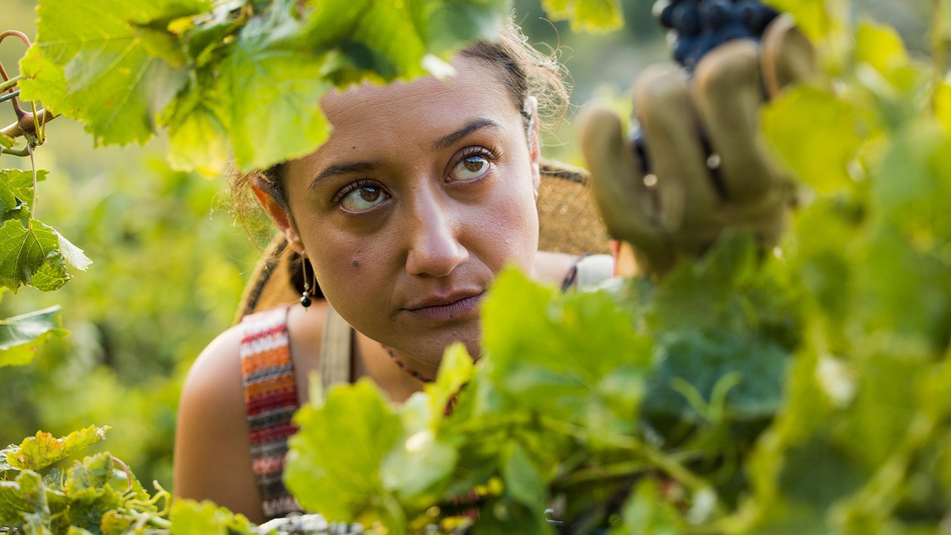 Tippy gives everyone a lesson in the delicate art of grape-picking.