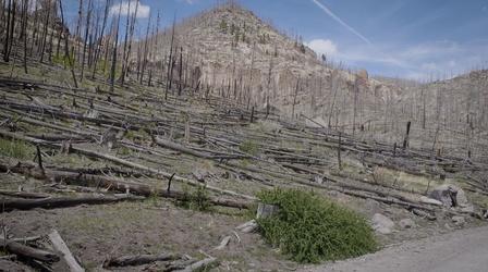 Video thumbnail: Our Land: New Mexico’s Environmental Past, Present and Future Forests Under Siege