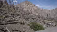 Forests Under Siege